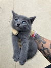adoptable Cat in Dallas, TX named RIDGE