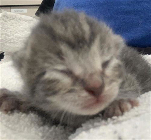 picture of the cat needing adoption
