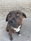 adoptable Dog in Dallas, TX named TANGO
