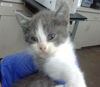 adoptable Cat in Dallas, TX named LAYLA