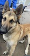 adoptable Dog in  named ROCKY