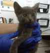 adoptable Cat in Dallas, TX named SIMBA