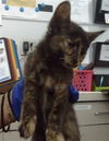 adoptable Cat in Dallas, TX named CINDERELLA
