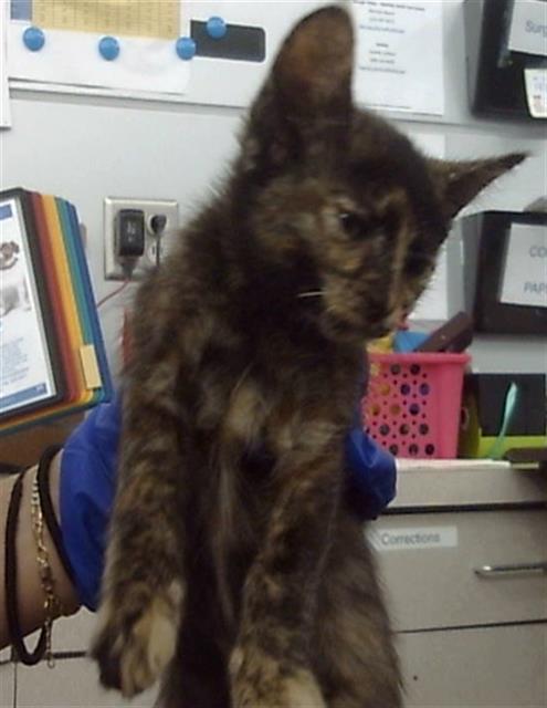 CINDERELLA - Domestic Short Hair available for adoption
