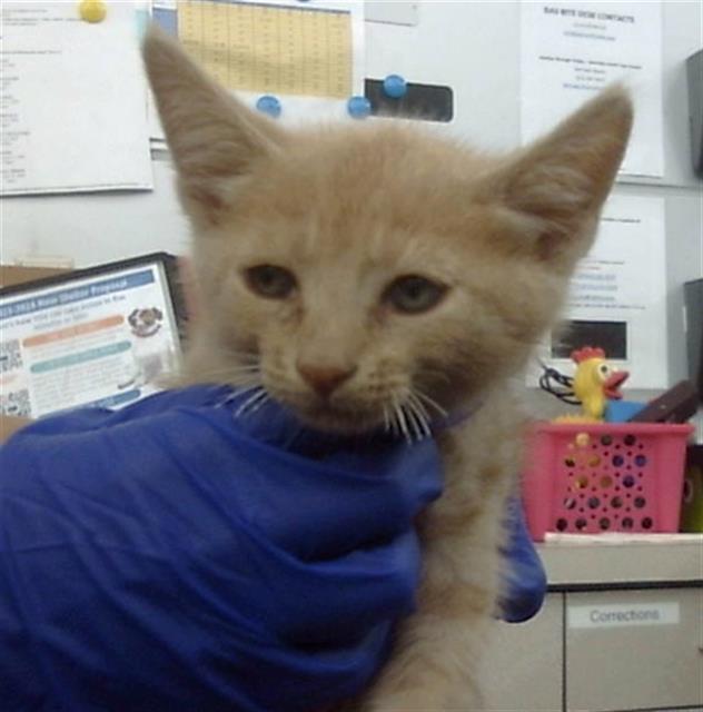adoptable Cat in Dallas, TX named BANDIT