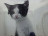 adoptable Cat in Dallas, TX named TUX