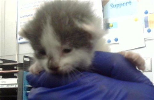 PEPPER - Domestic Short Hair available for adoption