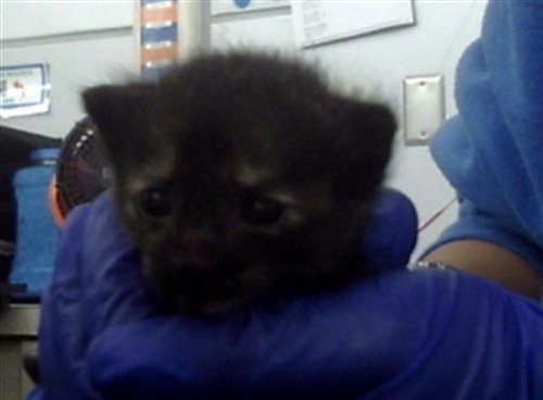 TILLY - Domestic Short Hair available for adoption