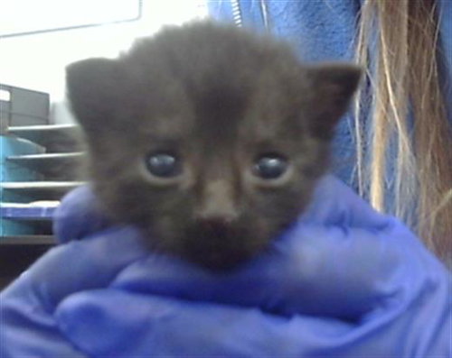 ROLO - Domestic Short Hair available for adoption