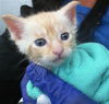 adoptable Cat in dallas, TX named BLUEY