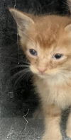 adoptable Cat in dallas, TX named DOMINOS