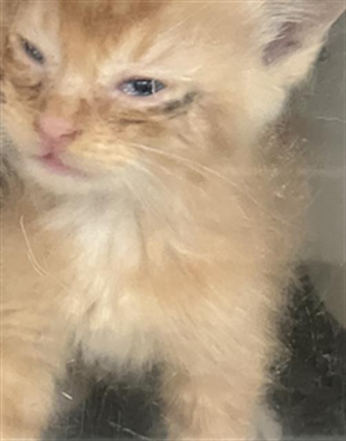 adoptable Cat in Dallas, TX named PIZZA HUT