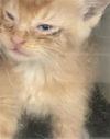 adoptable Cat in dallas, TX named PIZZA HUT