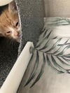adoptable Cat in Dallas, TX named LITTLE CAESARS