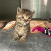 adoptable Cat in Dallas, TX named KIKI