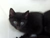 adoptable Cat in Dallas, TX named JASPER