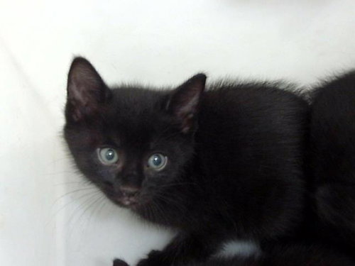 JASPER - Domestic Short Hair available for adoption