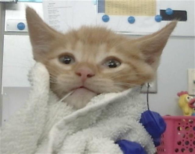 adoptable Cat in Dallas, TX named PAPRIKA