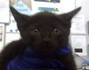 adoptable Cat in dallas, TX named BHANG