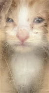 adoptable Cat in dallas, TX named PAPA JOHNS