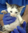 adoptable Cat in dallas, TX named PON