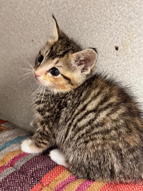LILY - Domestic Short Hair available for adoption