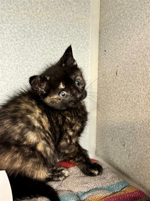 adoptable Cat in Dallas, TX named IRIS