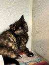 adoptable Cat in dallas, TX named IRIS