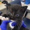 adoptable Cat in dallas, TX named DOS