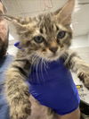 adoptable Cat in dallas, TX named RANGER