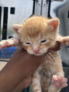 adoptable Cat in dallas, TX named BENNY