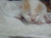 adoptable Cat in dallas, TX named AVA (FLAN)