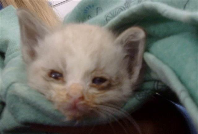 adoptable Cat in Dallas, TX named KITTY