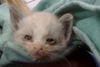adoptable Cat in dallas, TX named KITTY