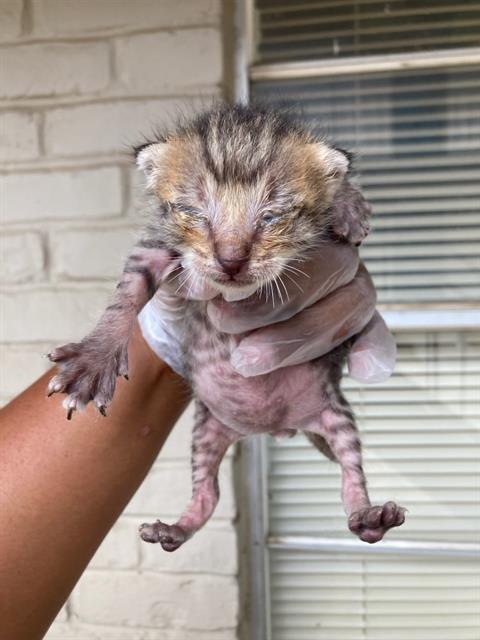 adoptable Cat in Dallas, TX named CUTIE