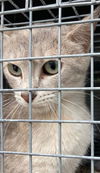 adoptable Cat in dallas, TX named MAMA