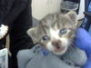 adoptable Cat in dallas, TX named JUNE