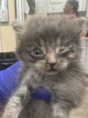 adoptable Cat in  named TWINKIE