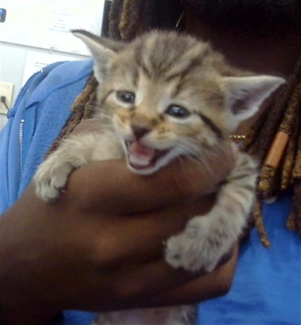 adoptable Cat in Dallas, TX named GENEVIEVE