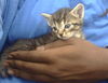 adoptable Cat in dallas, TX named ANASTASIA