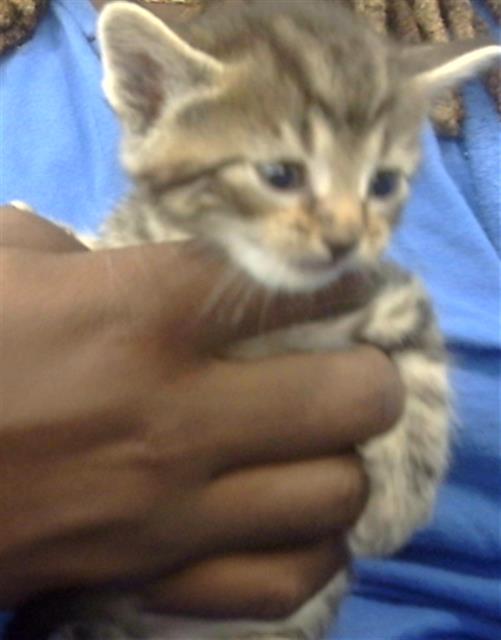 adoptable Cat in Dallas, TX named EVANGELINE