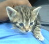 adoptable Cat in dallas, TX named ORLANDO
