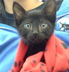adoptable Cat in dallas, TX named BINX