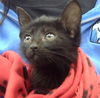 adoptable Cat in dallas, TX named CHANEL