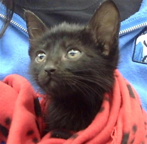 CHANEL - Domestic Short Hair available for adoption