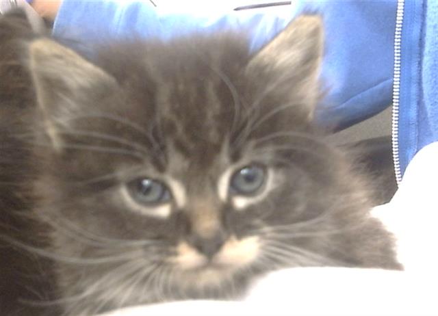 adoptable Cat in Dallas, TX named STU