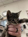 adoptable Cat in dallas, TX named JORDAN
