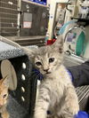 adoptable Cat in dallas, TX named ALI