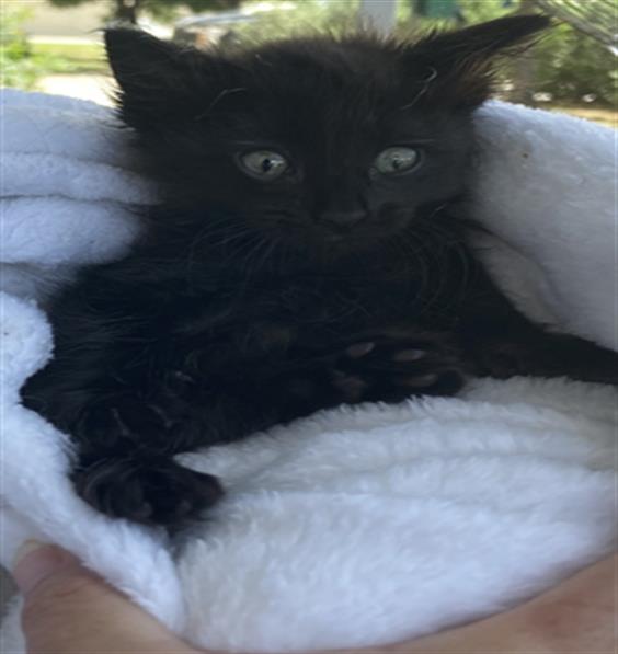 adoptable Cat in Dallas, TX named MILES