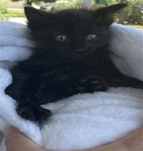 MILES - Domestic Short Hair available for adoption
